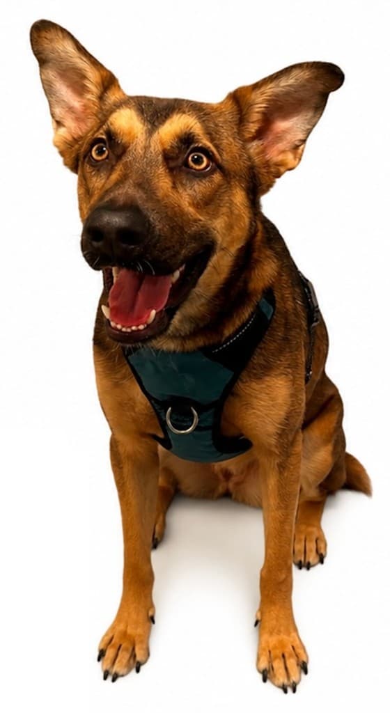 Koda, a tri-color dog sitting